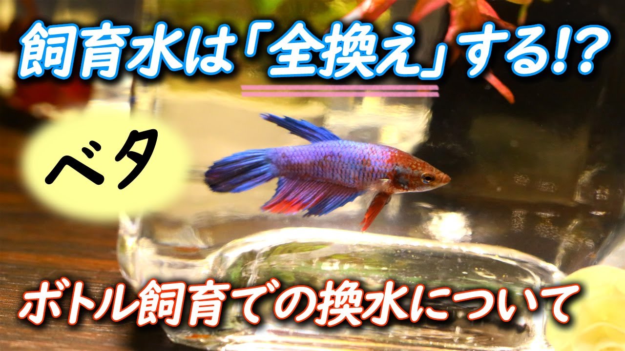 【熱帯魚】ベタの飼育水を全換えした方が良い環境と理由【アクアリウム】