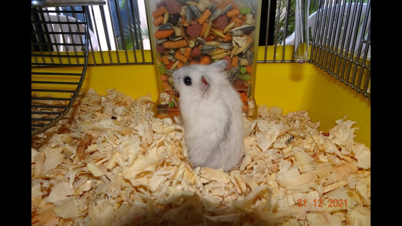 THE  BABY RUSSIAN DWARF HAMSTER PEARL 