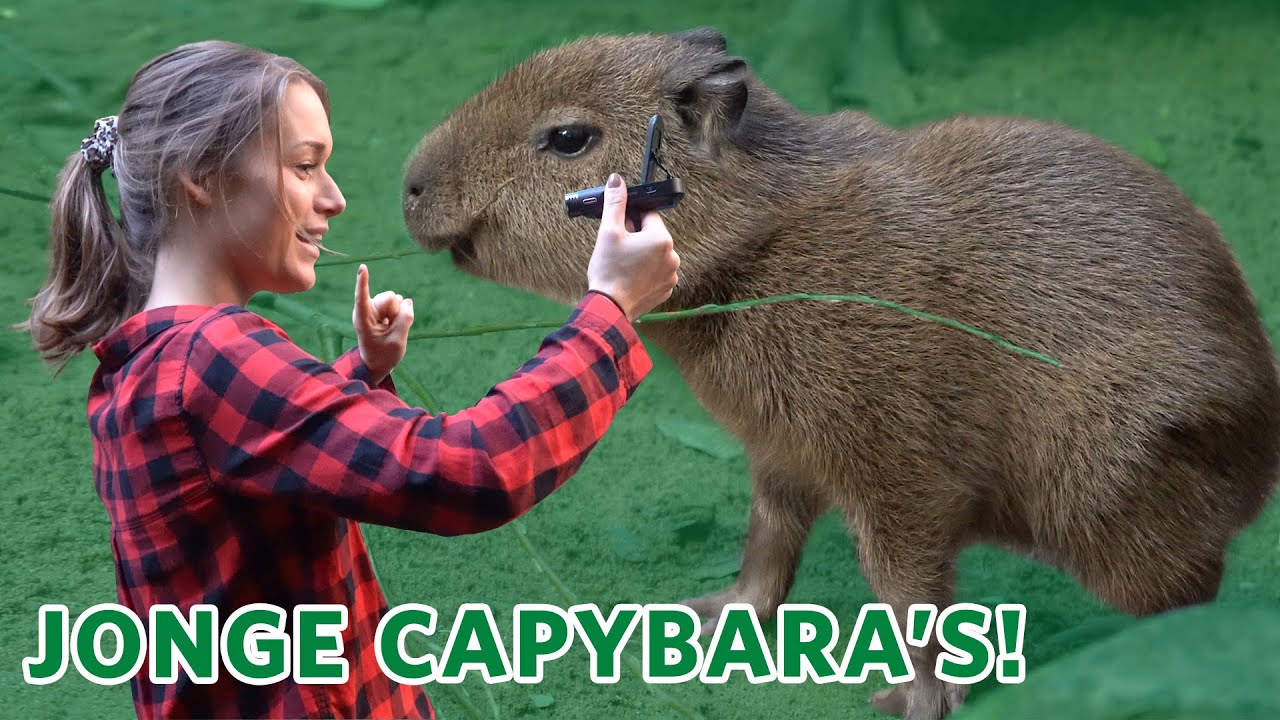 3 JONGE CAPYBARA'S! 😍