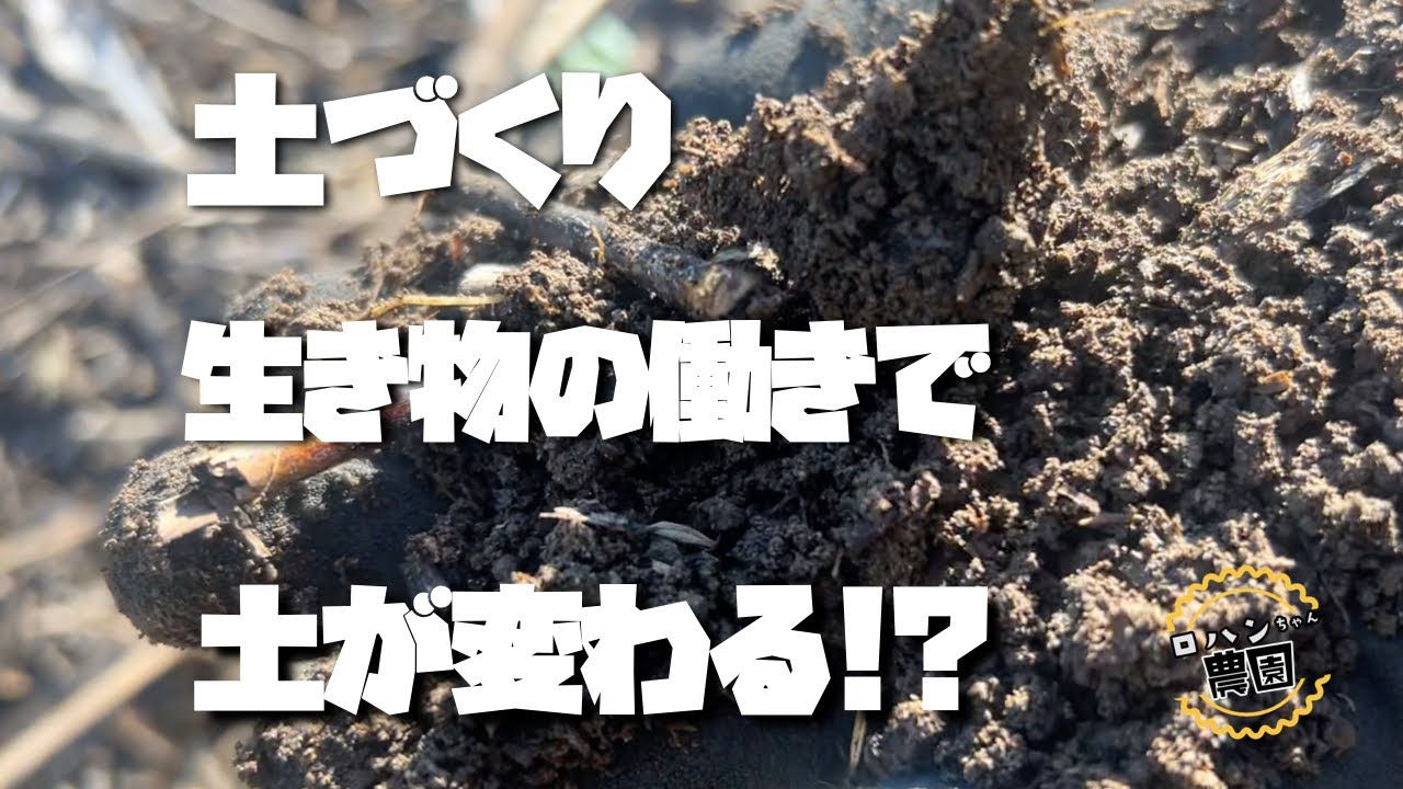 【有機物】で【微生物】を増やせ！！【緑肥】で土づくり【農家の家庭菜園】