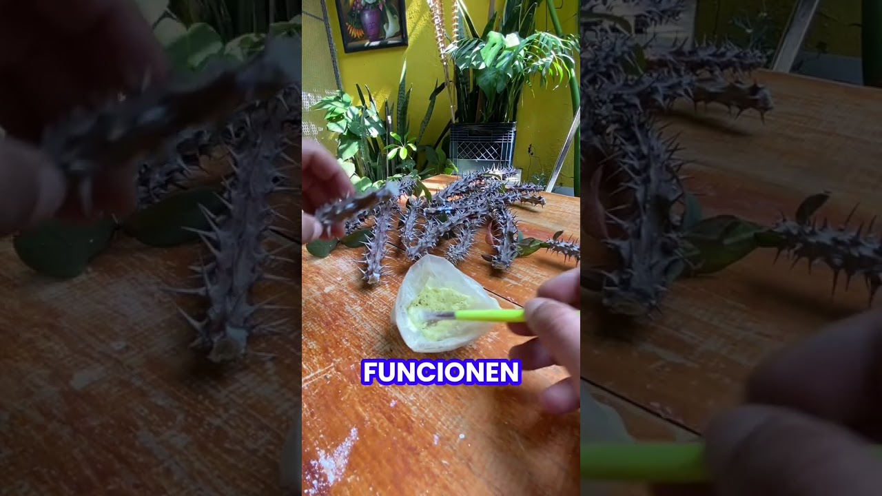 Podando Euphorbia milli parte 2