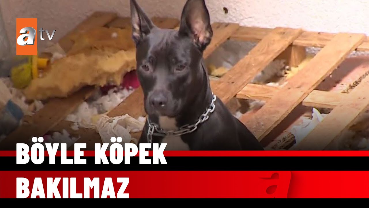 Döve döve köpek bakıyor - atv Haber 17 Kasım 2021