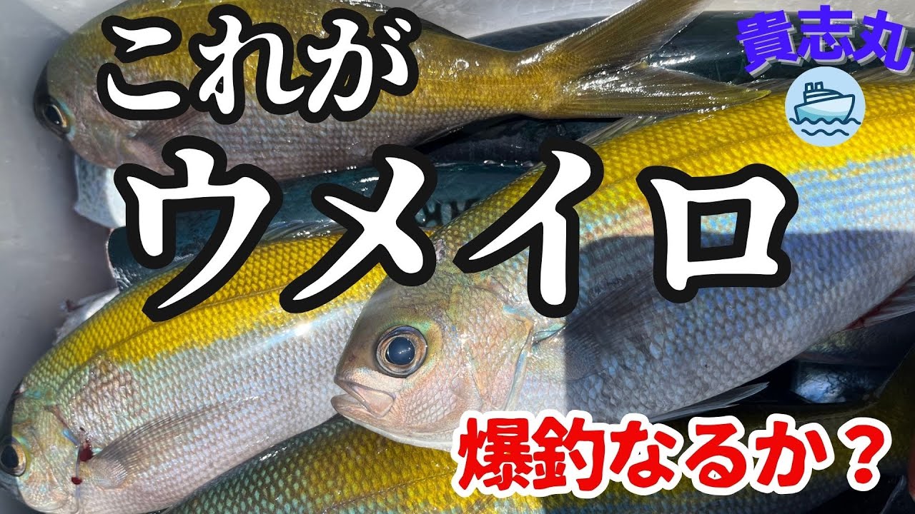【船釣り】高級魚ウメイロ釣り（貴志丸）
