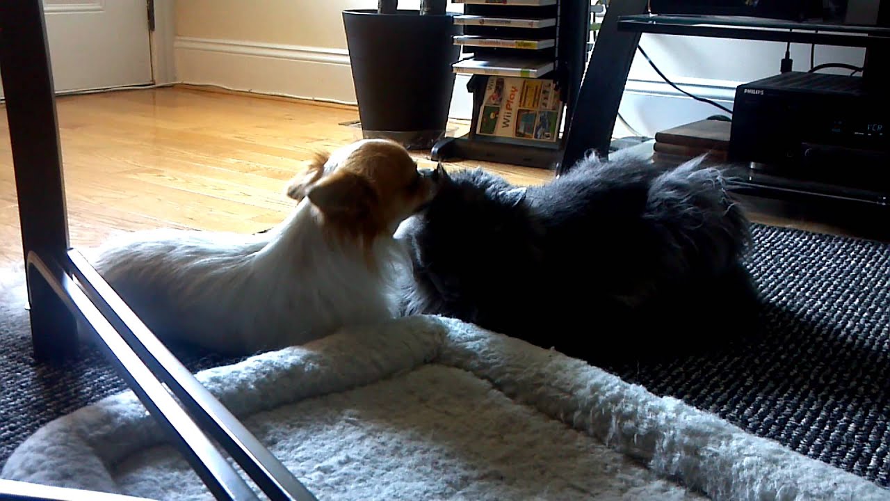 Chihuahua Cleaning Cats Ears