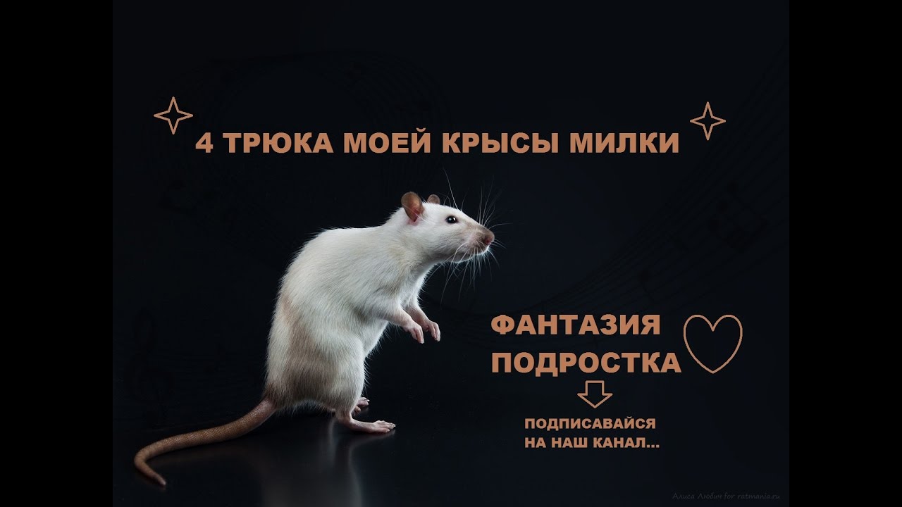 трюки крысы милки