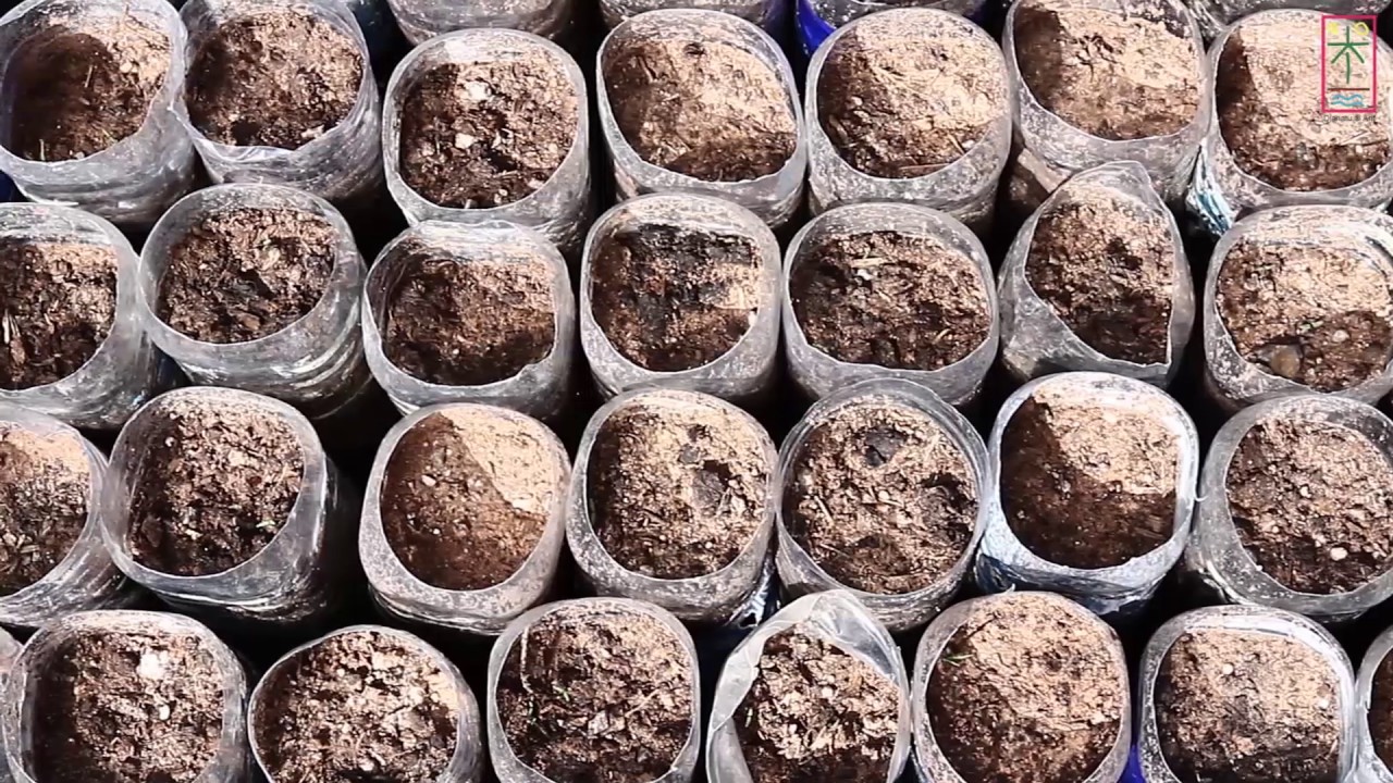 La plantation de l'arganier et l'extraction de son huile