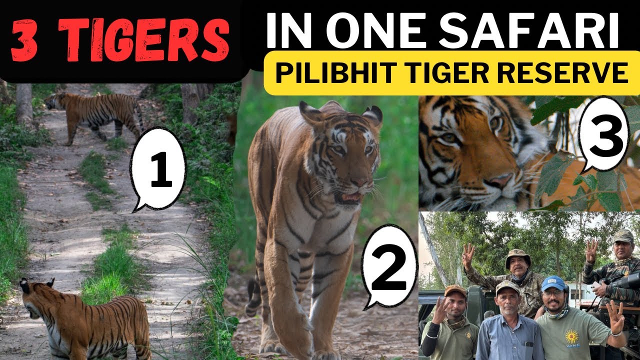3 Tigers In One Safari | Pilibhit Tiger Reserve|3 बाघ पीलीभीत टाइगर रिज़र्व Trishul Male Tiger