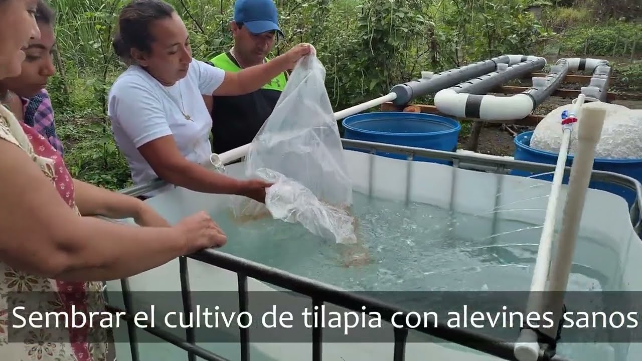 Estableciendo el Acuapónico NFT, Paso a Paso