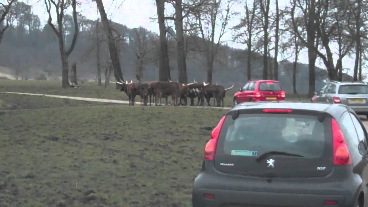 Longleat Safari Park March 2013 (full length)