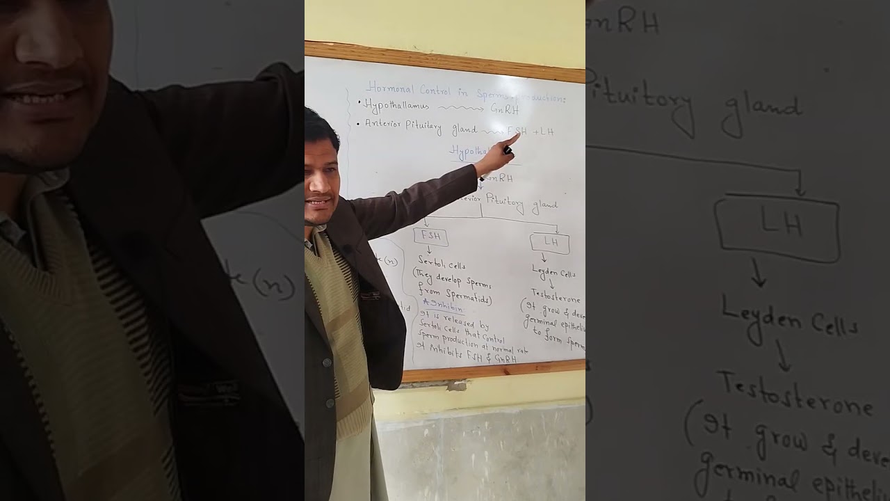 Class 12 biology. Spermatogenesis and Hormonal control in Spermatogenesis #classxiibiology#foryou 