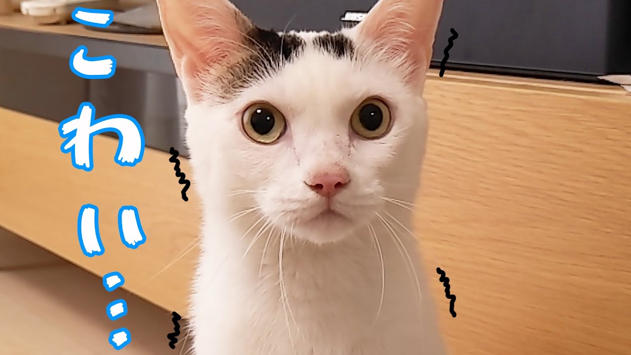 掃除機が置いてあるだけで怖くて震えてしまう猫チロさん