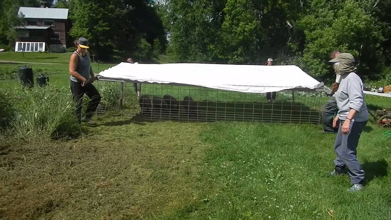 Best Portable Pig Pen Ever
