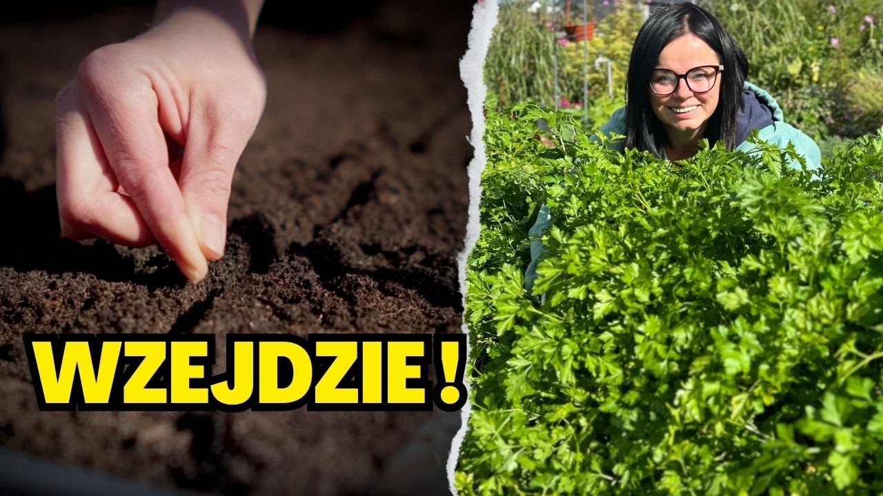 Pietruszka nie wschodzi? Tak ją sieję, żeby wzeszła szybciej