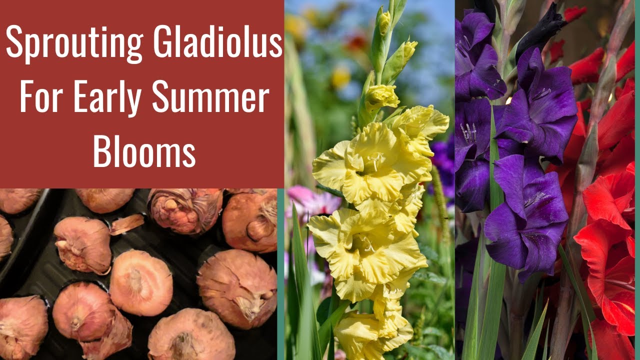 Sprouting Gladiolus Corms For Early Summer Blooms