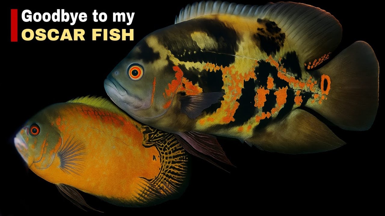 Saying Goodbye to My Oscar Fish