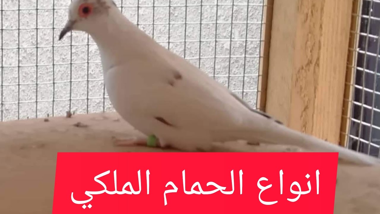 انواع الحمام الملكي مقطع تفصيلي وتعليمي