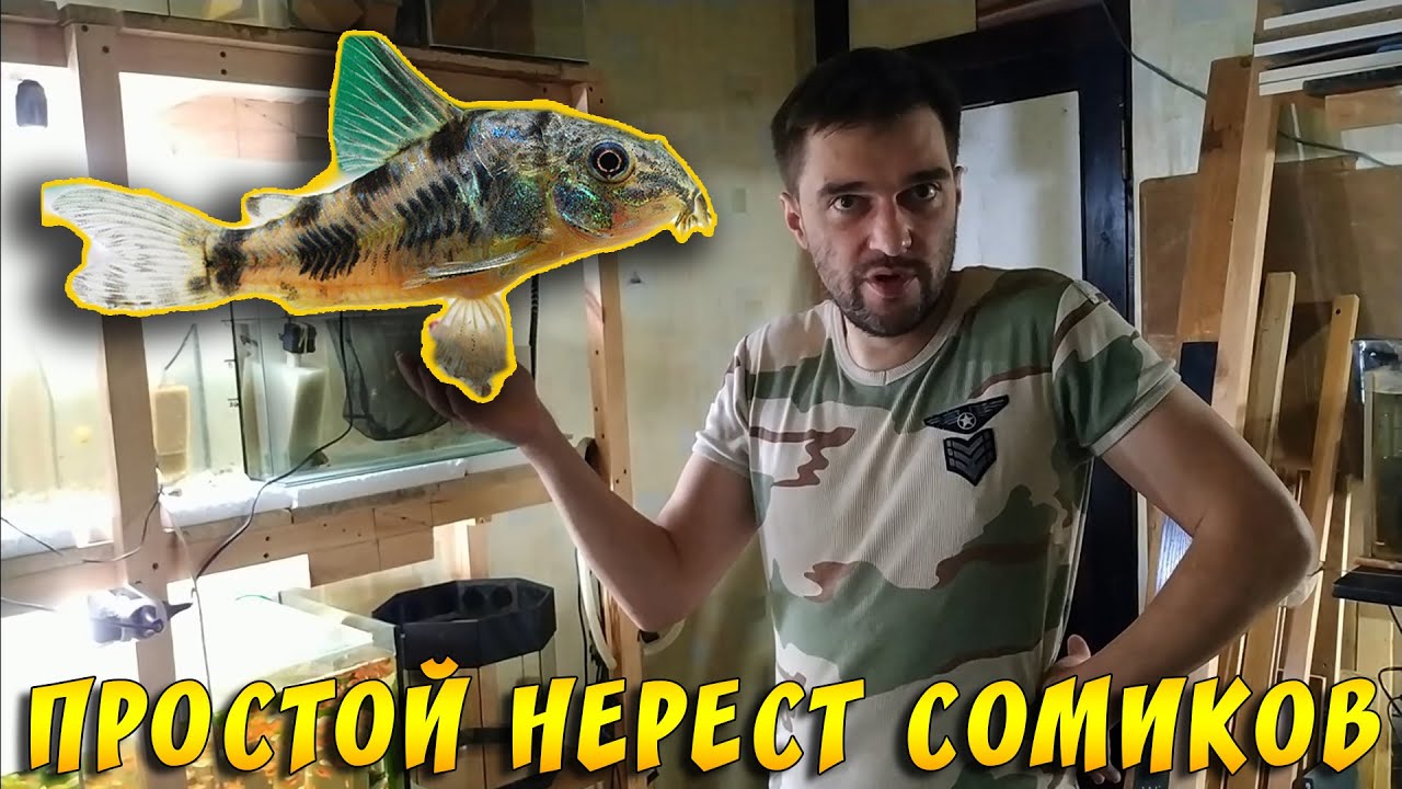 КАК  РАЗВОДИТЬ СОМИКОВ КОРИДОРАС И НЕ ТОЛЬКО! СОВЕТЫ ОТ КОСТИКА!