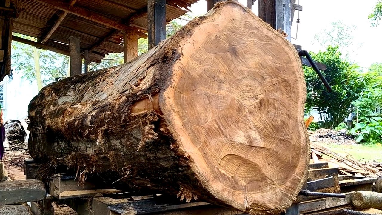 Amazing!! The process of splitting a giant teak tree into expensive table boards