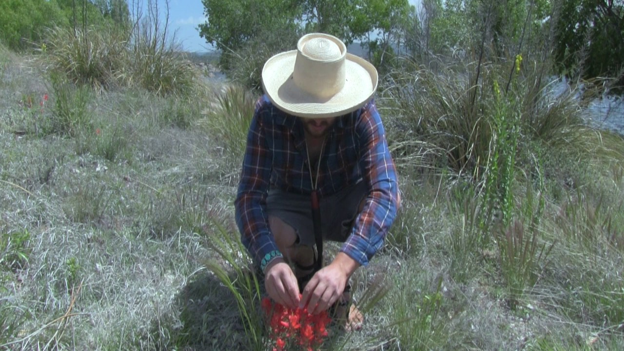 Indian Paintbrush