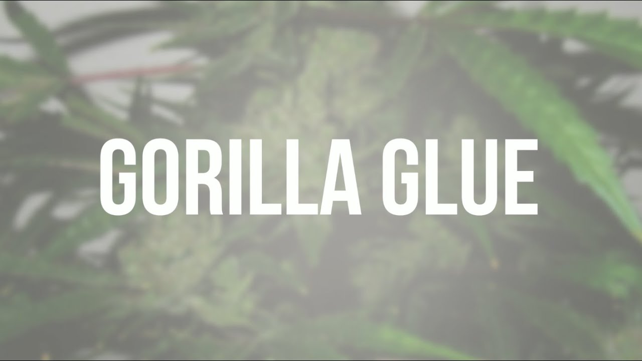 Gorilla Glue genetic