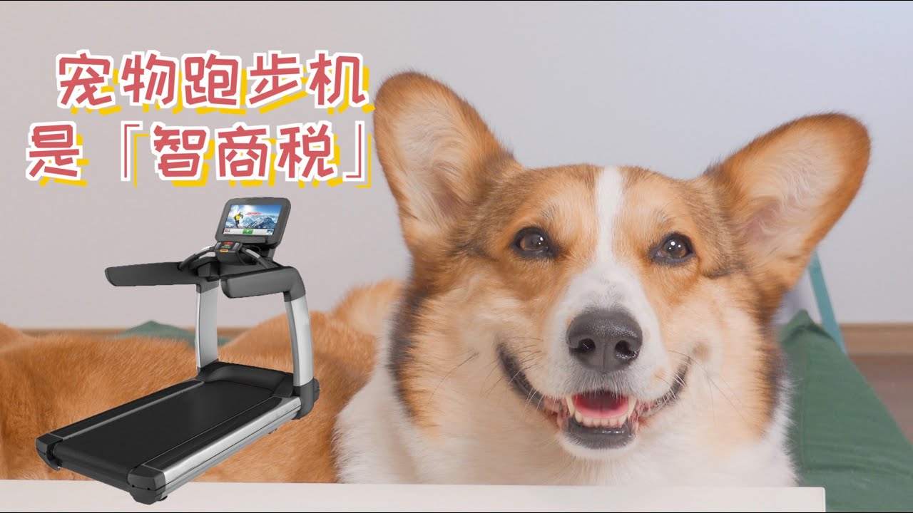给狗子买了宠物跑步机，还是交了智商税