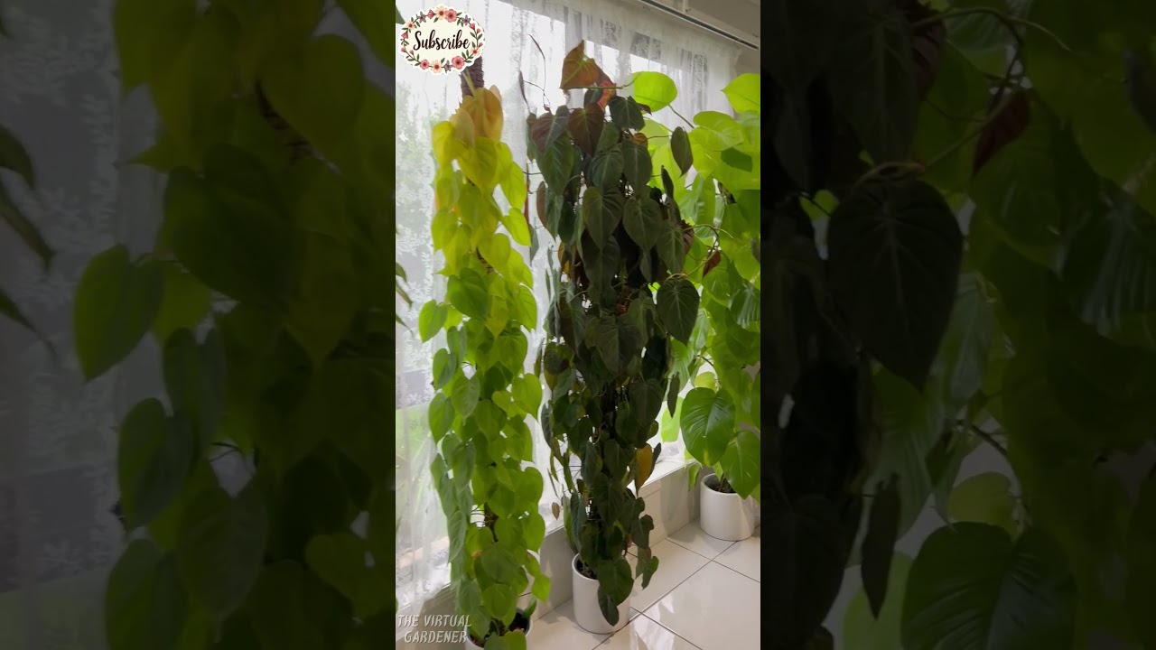how to make your houseplants look wild & lush  #indoorplants
