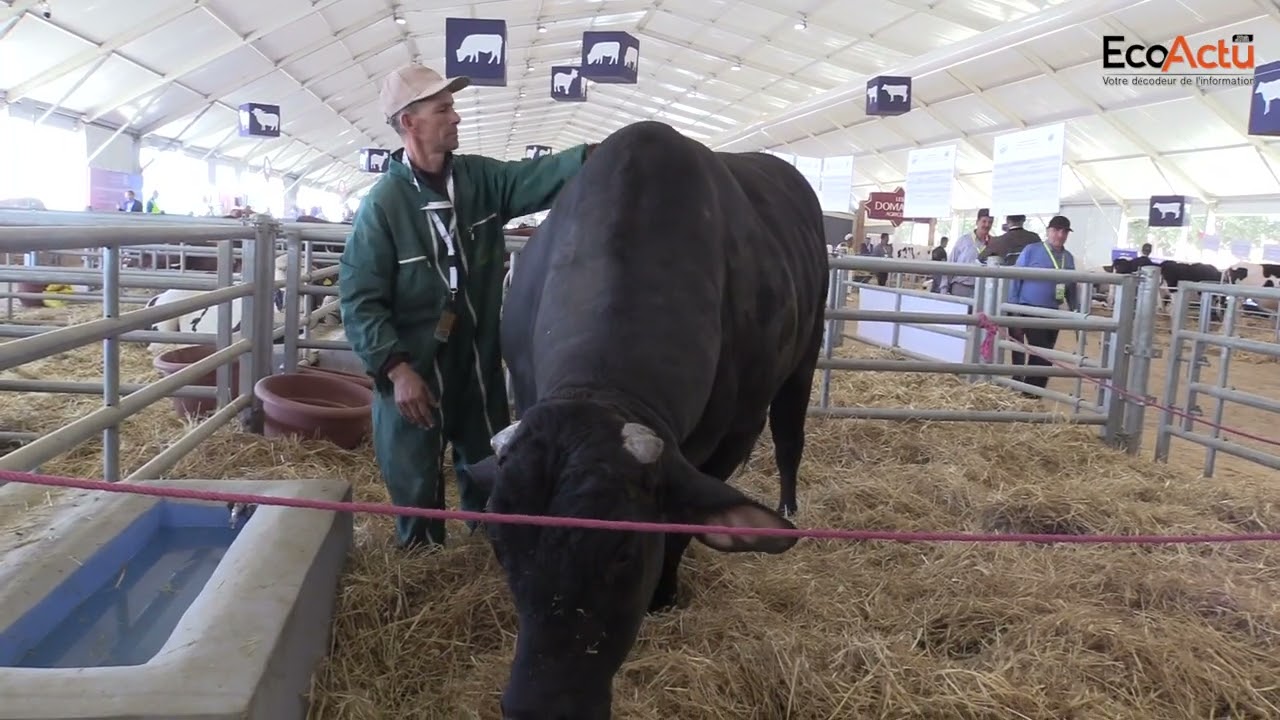 🎥Vache à viande : un taureau Brahmane de 1.800 kg star du SIAM 2023