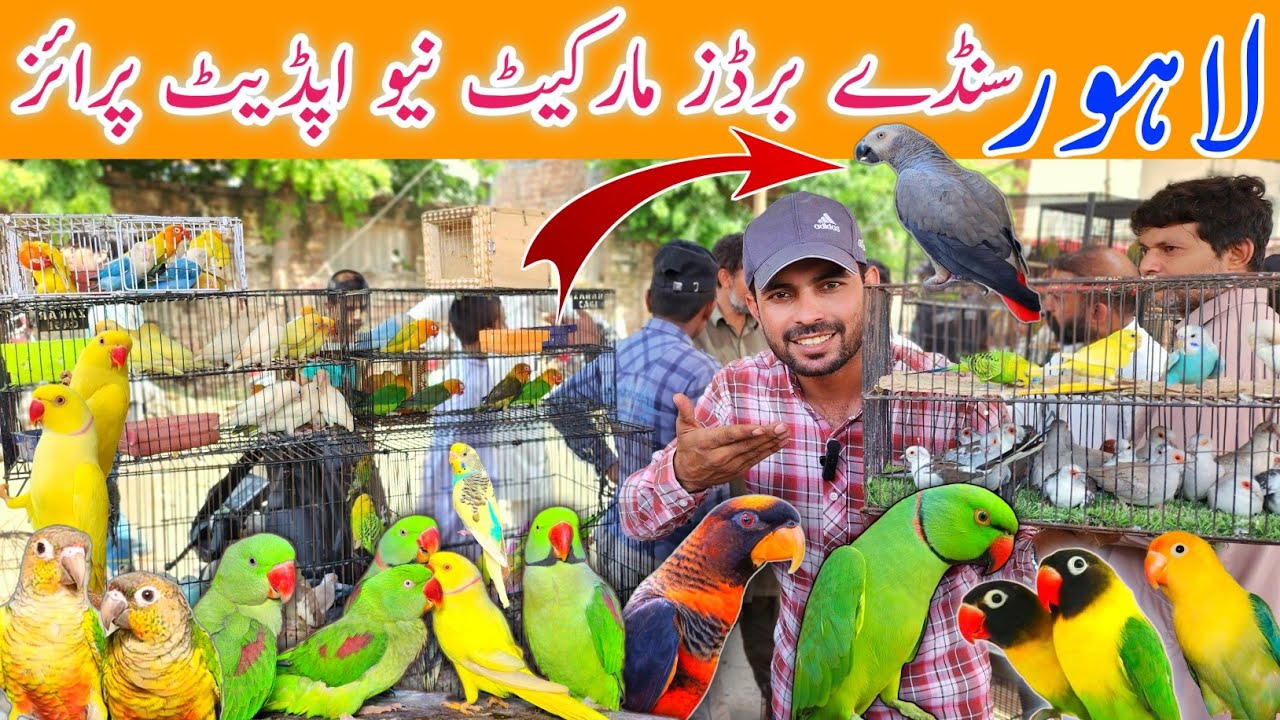African gray parrot | Bolne wala tota  #lahorientertainmentchannel #birds #parrot #pets #totaMarket