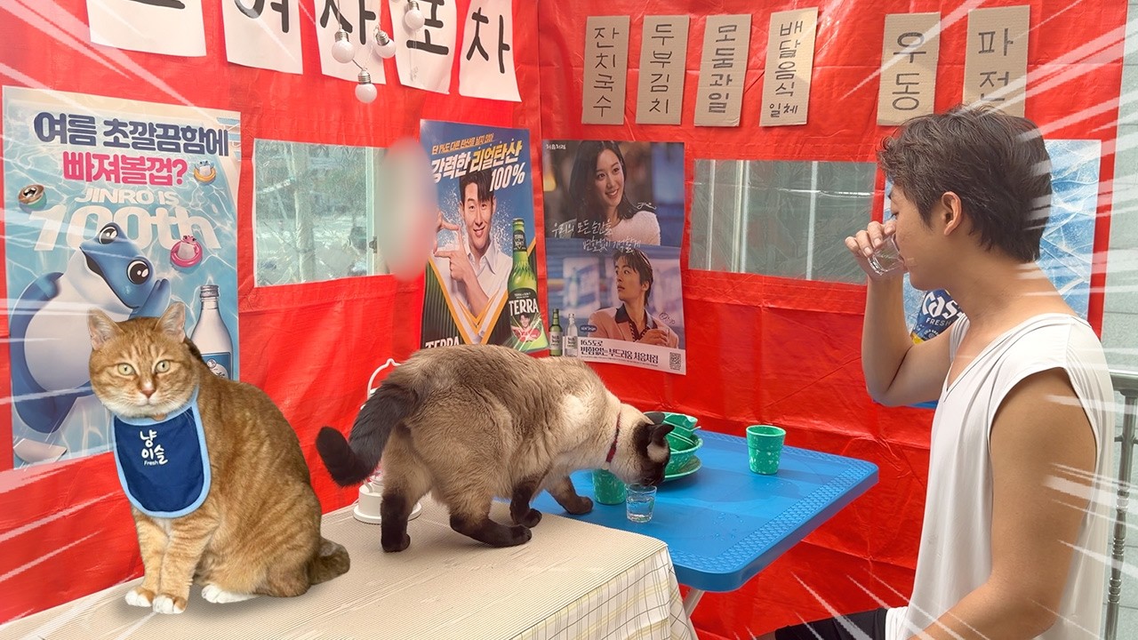 로망실현! 썬룸에 고양이 포차를 만들어 보았다