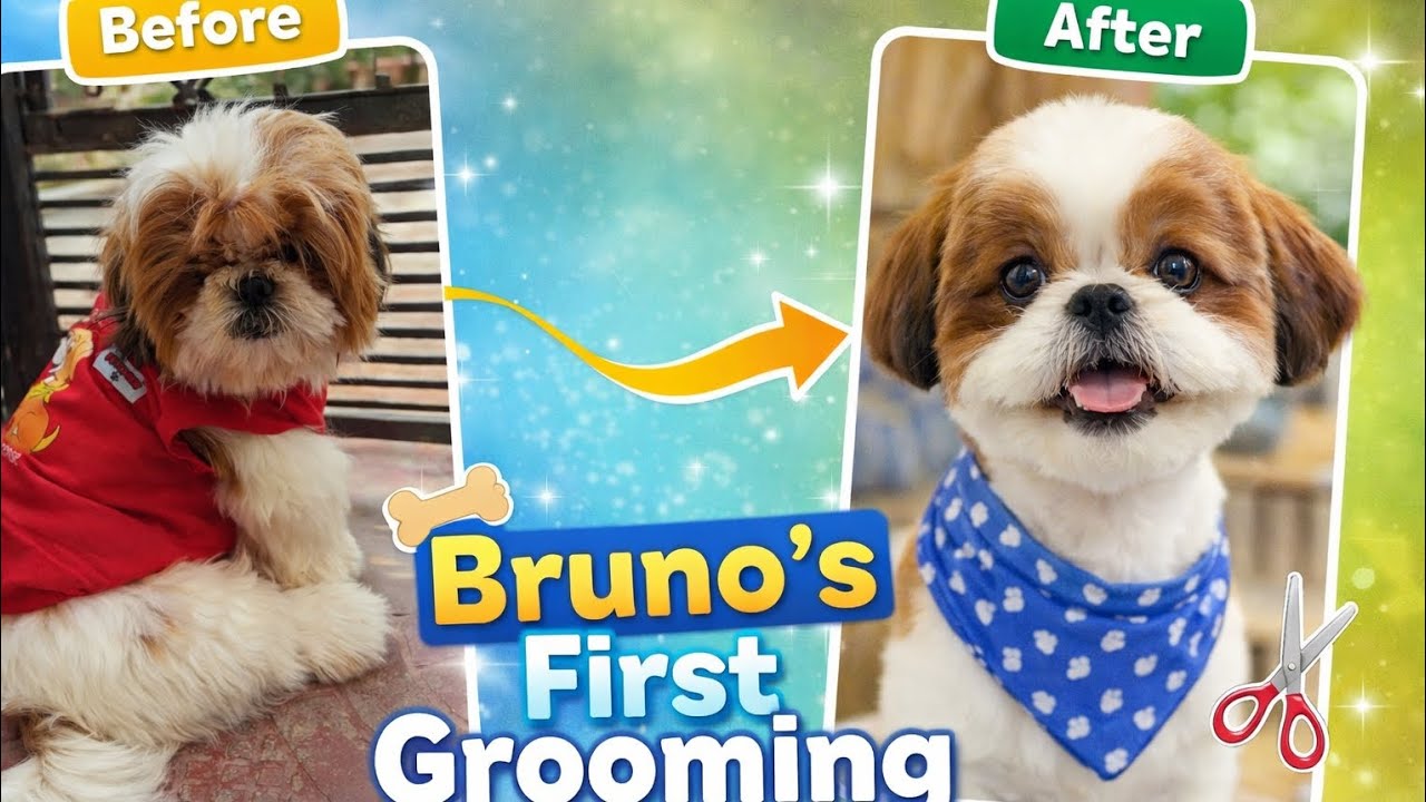 🐕Bruno's first Grooming ✨