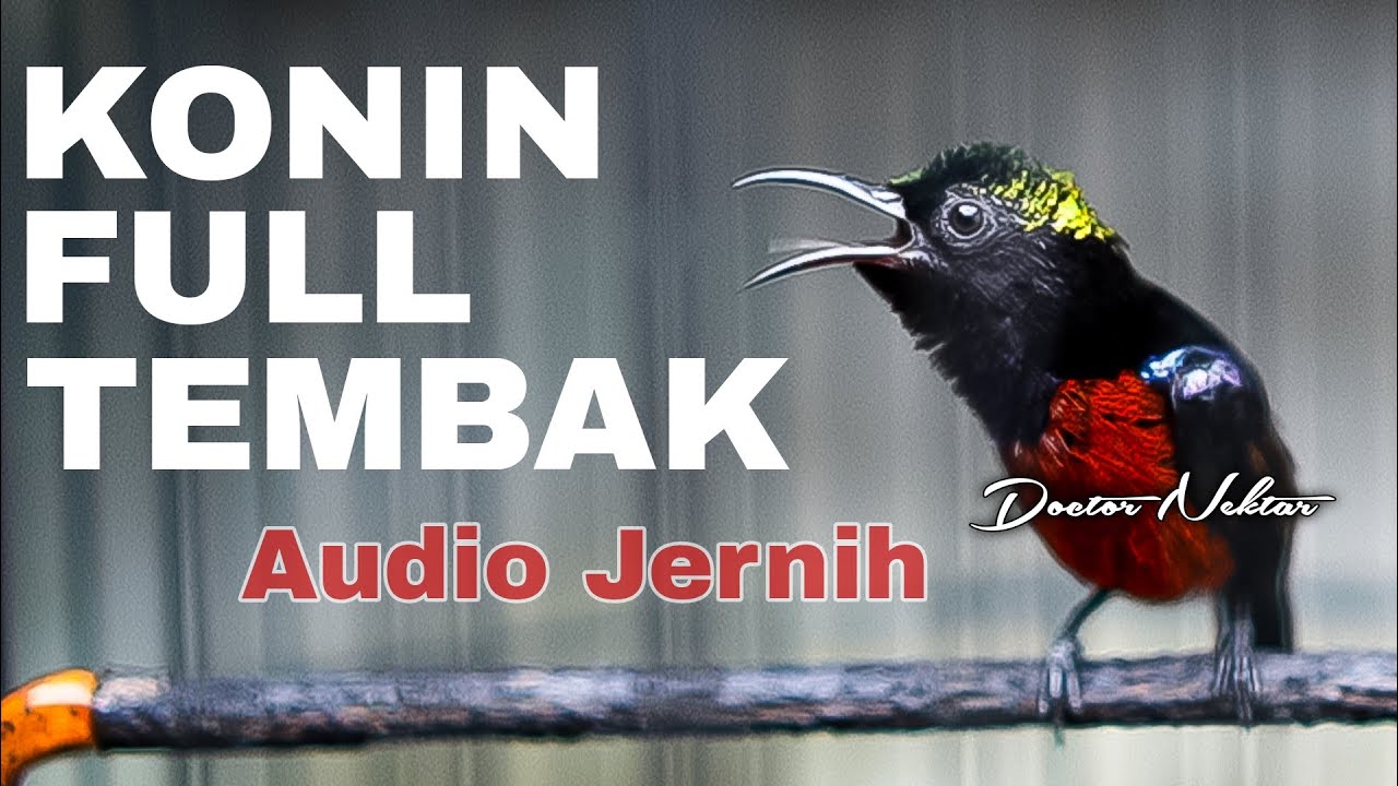 MASTERAN KONIN GACOR FULL ISIAN TEMBAK GEJRET KASAR AUDIO JERNIH COCOK BUAT KOLIBRI NINJA TROTOLAN