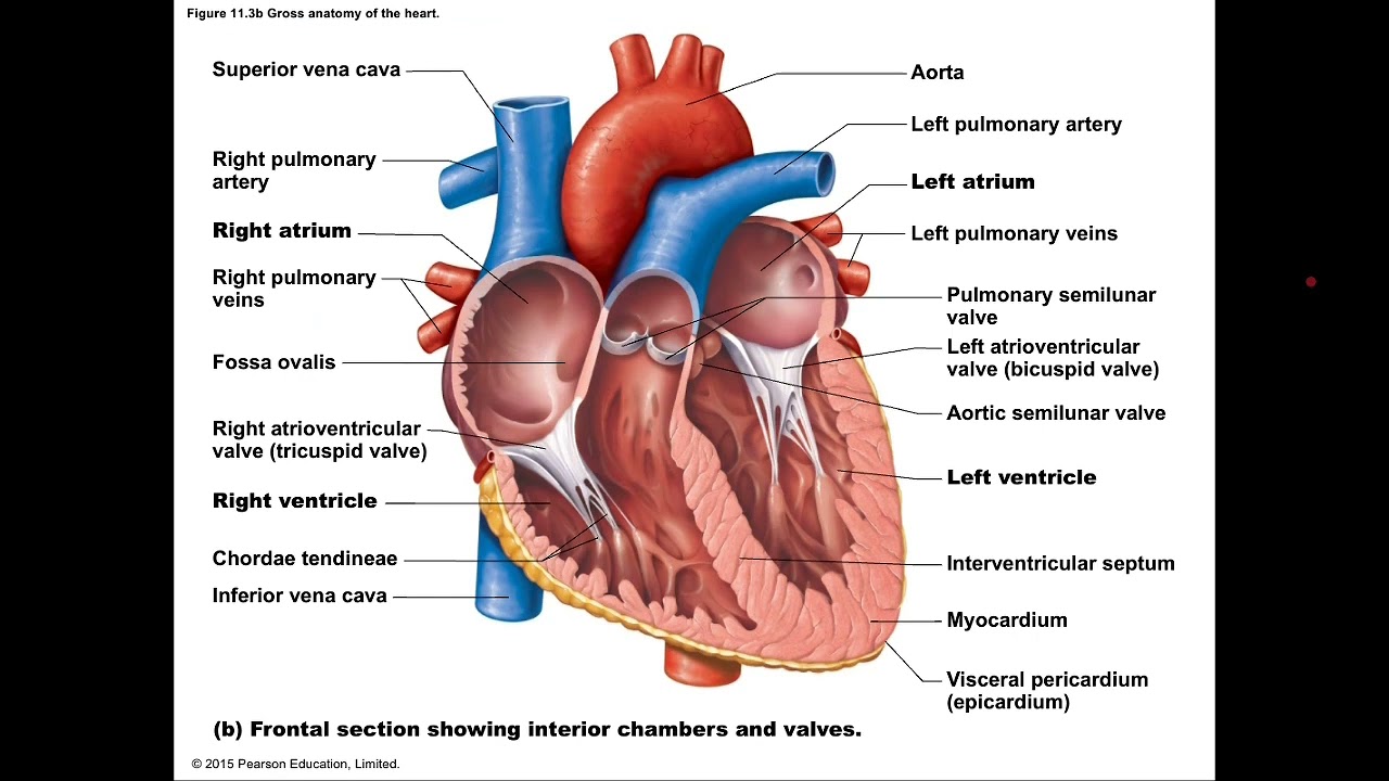 Anatomy | Cardiovascular system 
