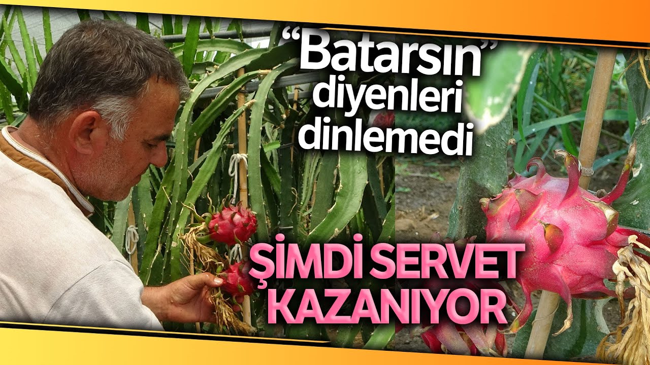 Güney Amerika Meyvesini Bursa'da Yetiştirdi, Dönümünden 250 Bin Lira Kazanıyor