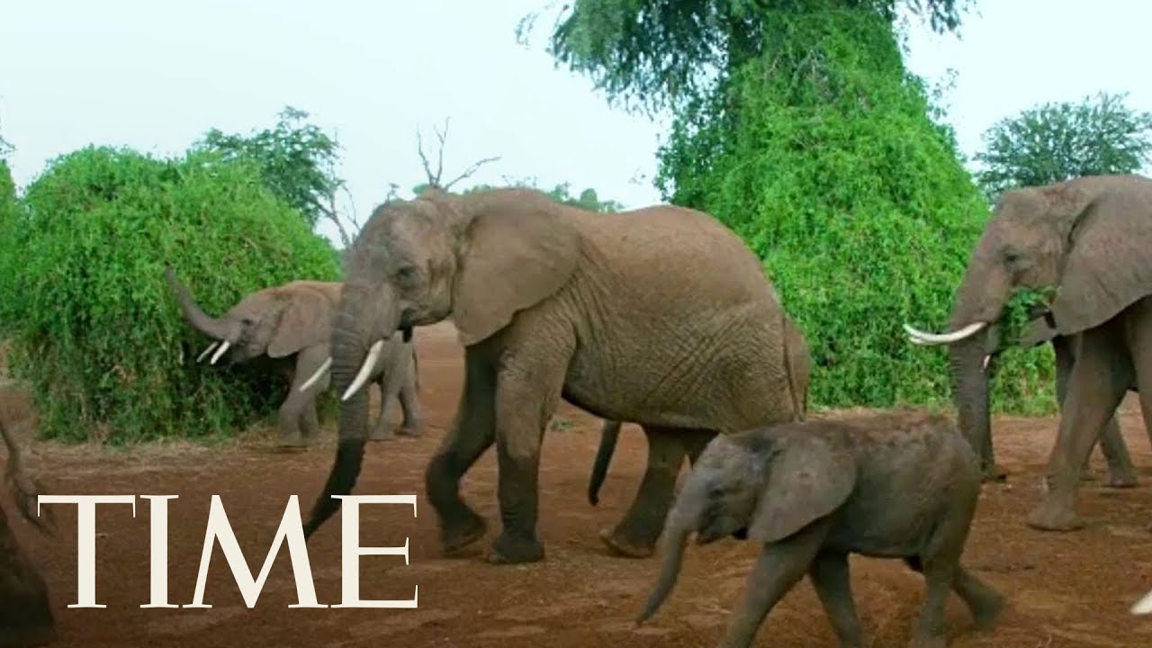 President Trump Reverses Obama-Era Ban Against Hunters Importing Elephant Remains | TIME