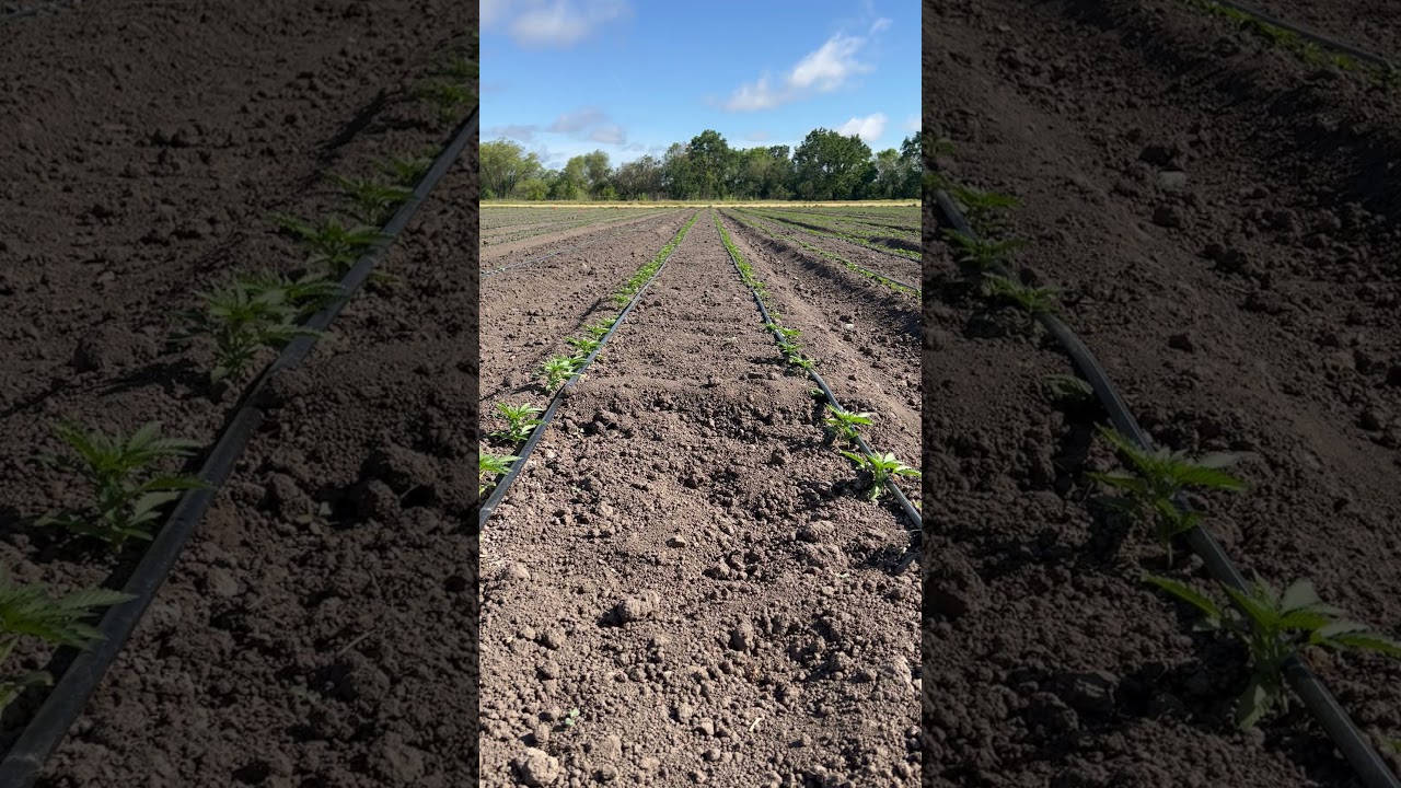 Autos planted on drip - Autoflower Cannabis - Feminized f1 hybrids - May 16th 22' 1