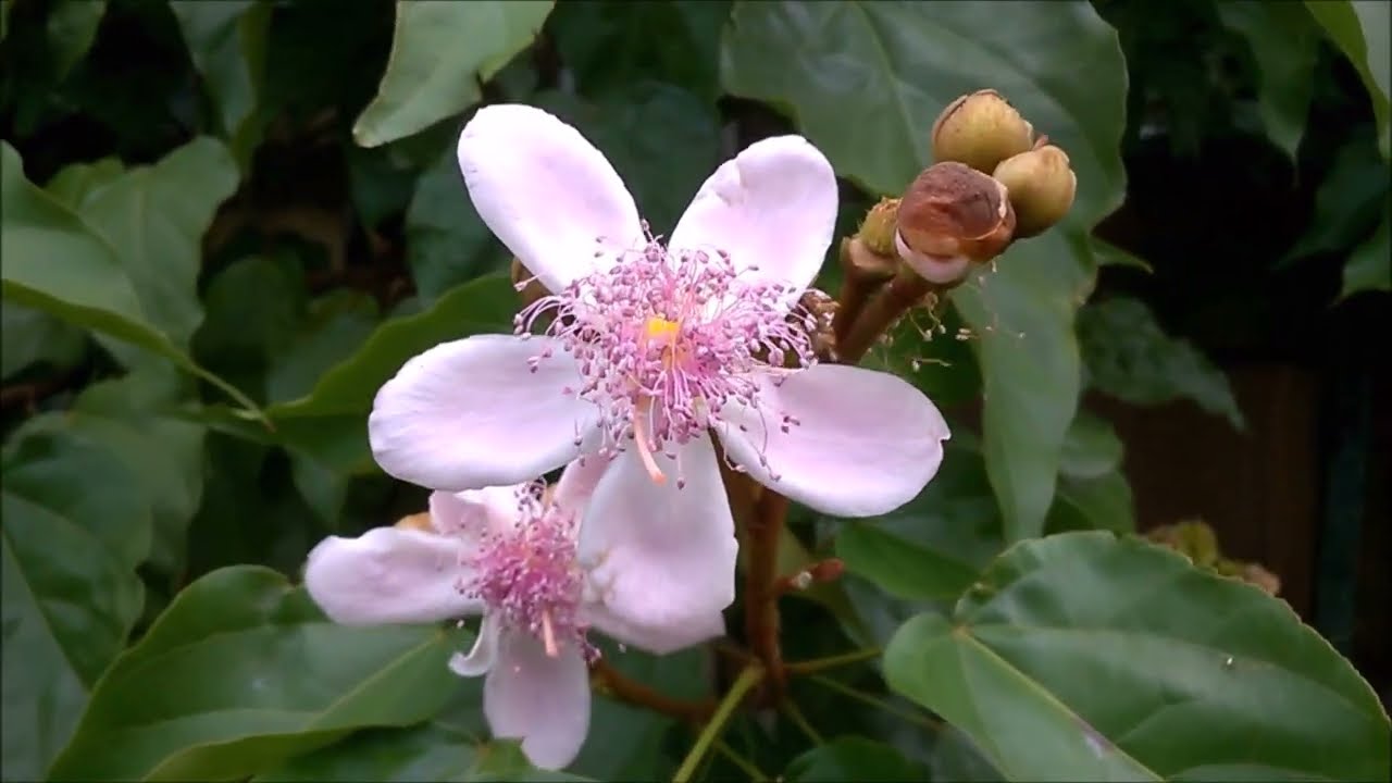Top 5 (Meliponário Guarany) As plantas mais visitadas