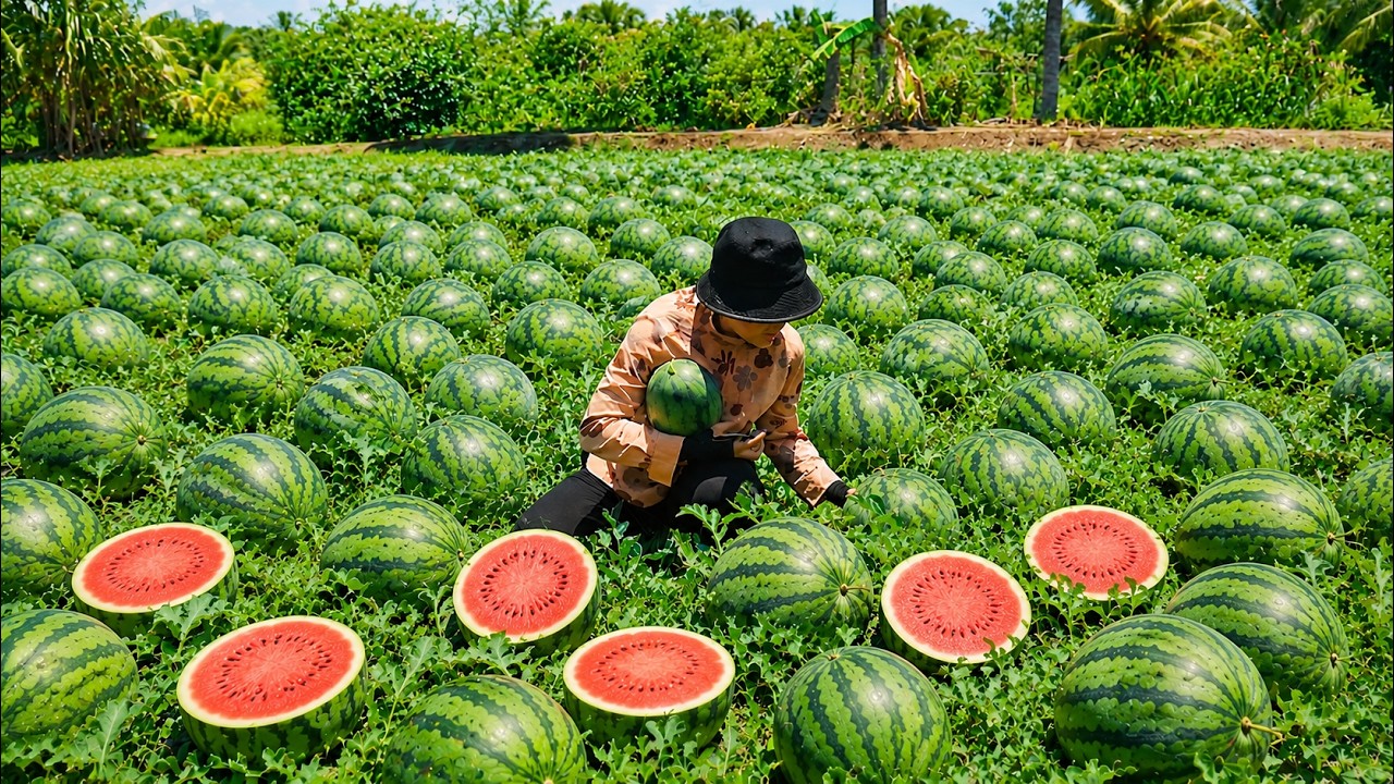 Watermelon Season! Harvesting and Selling at the Local Market