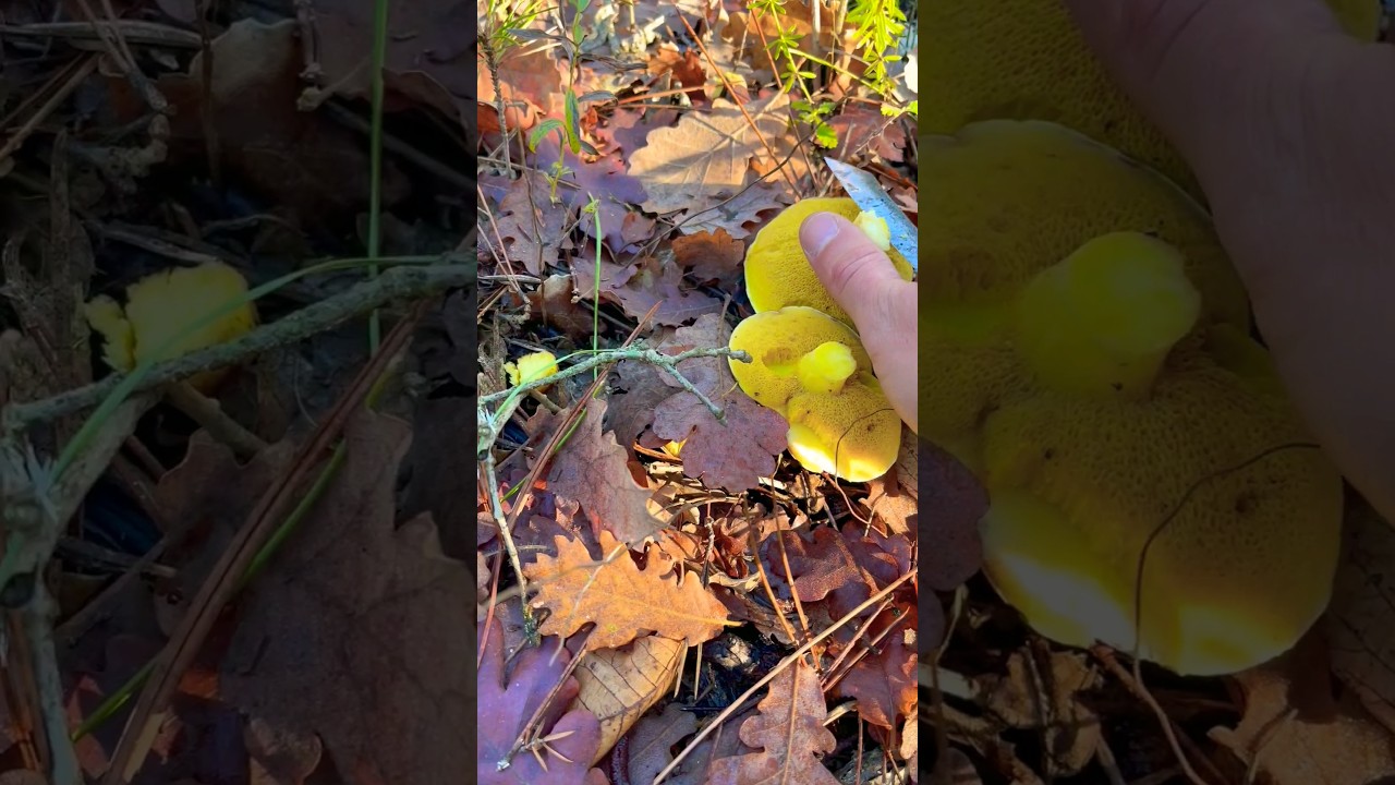 Вкусные ребята - Маслята 🤤❤️ Маслёнок&nbsp;Suillus Boletaceae Boletus.Грибы Крыма. Крым 2023.