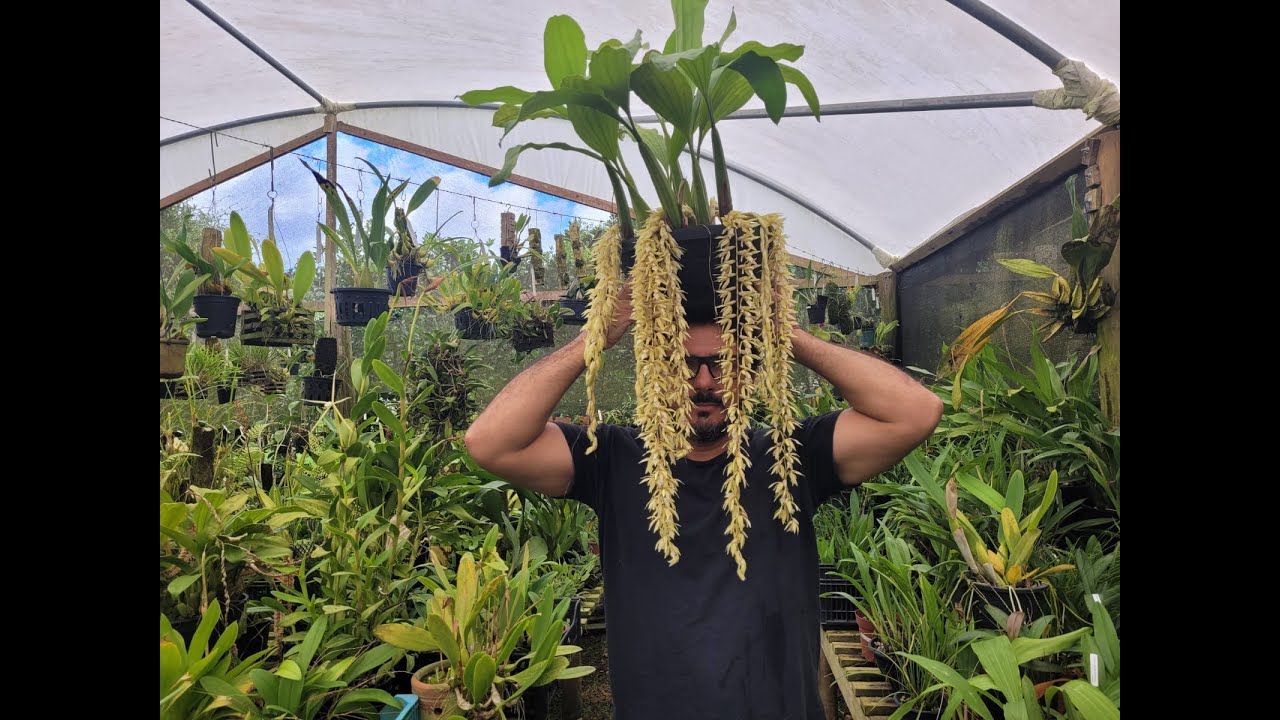 Coelogyne e Maxillaria ( s ) Dicas de Cultivo de Orquídeas.