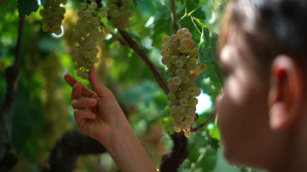 Azienda Loiola - Il Buono di Puglia