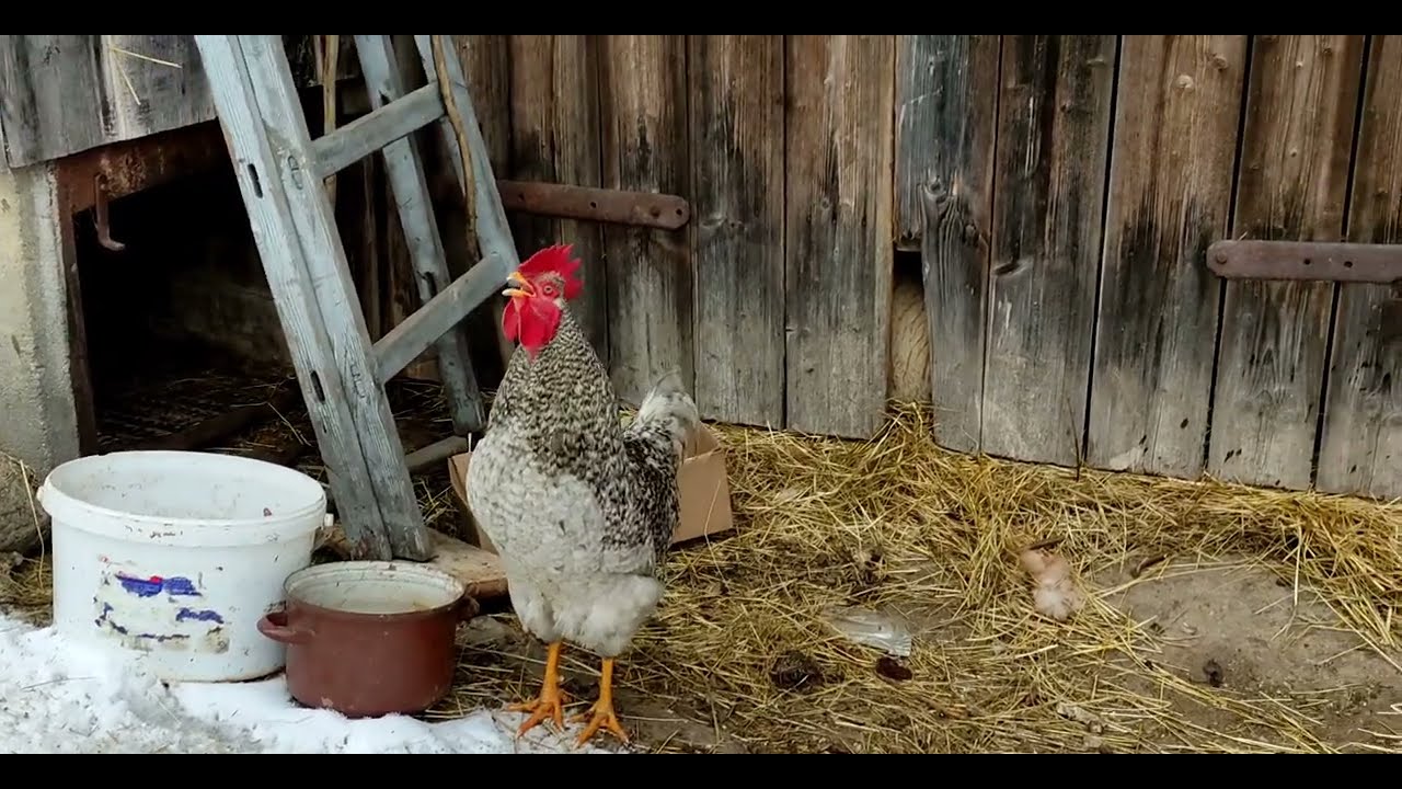 Kykyryký, kohout kokrhá, nebo kikirikí?