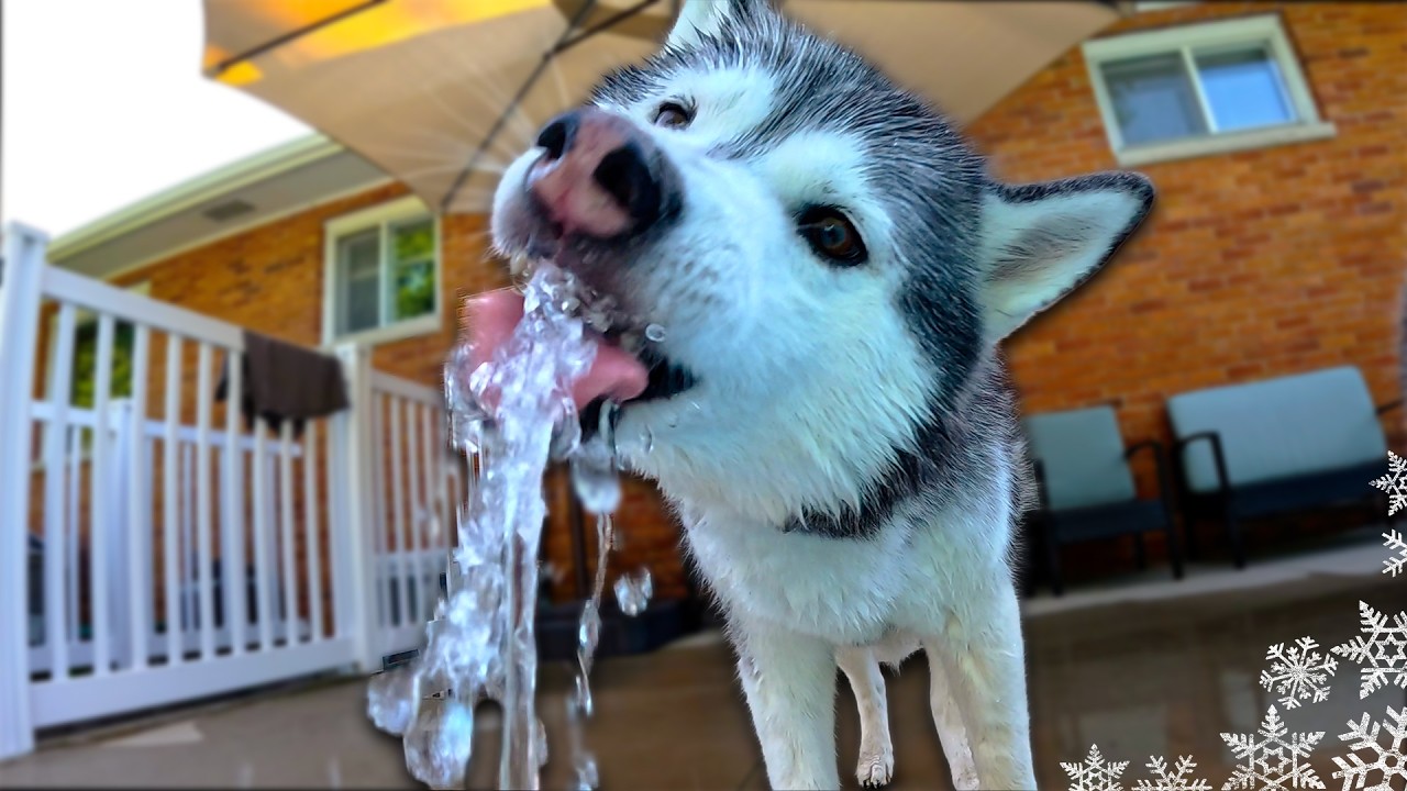 My Husky is Playing her Favorite Game in the Pool!