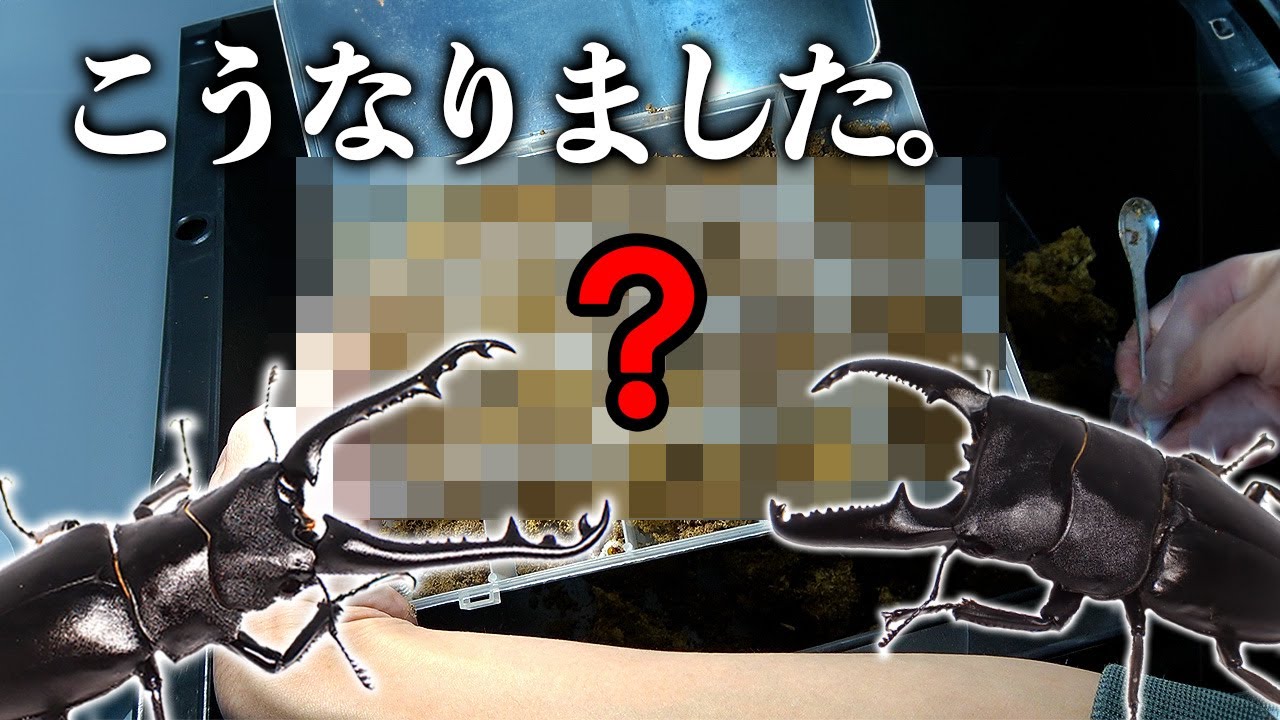 え！？外国産クワガタたちの産卵セットを掘り出した結果...