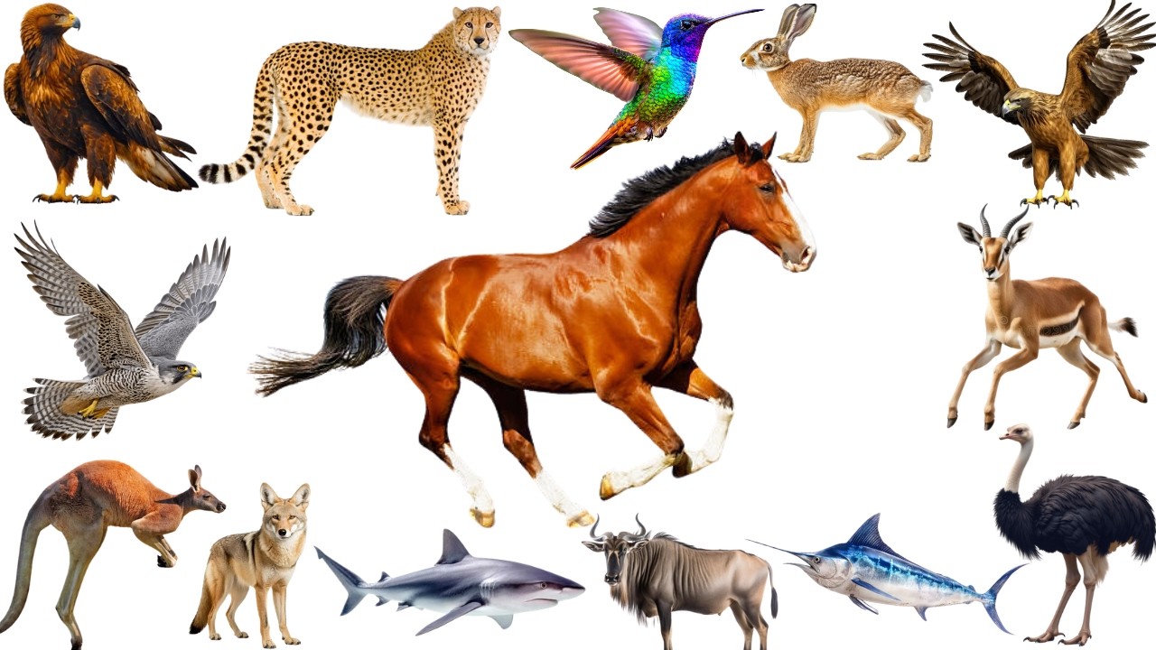 20 Animales M&aacute;s Veloces del Mundo para Ni&ntilde;os | Guepardo, Halc&oacute;n, Pez Vela y M&aacute;s