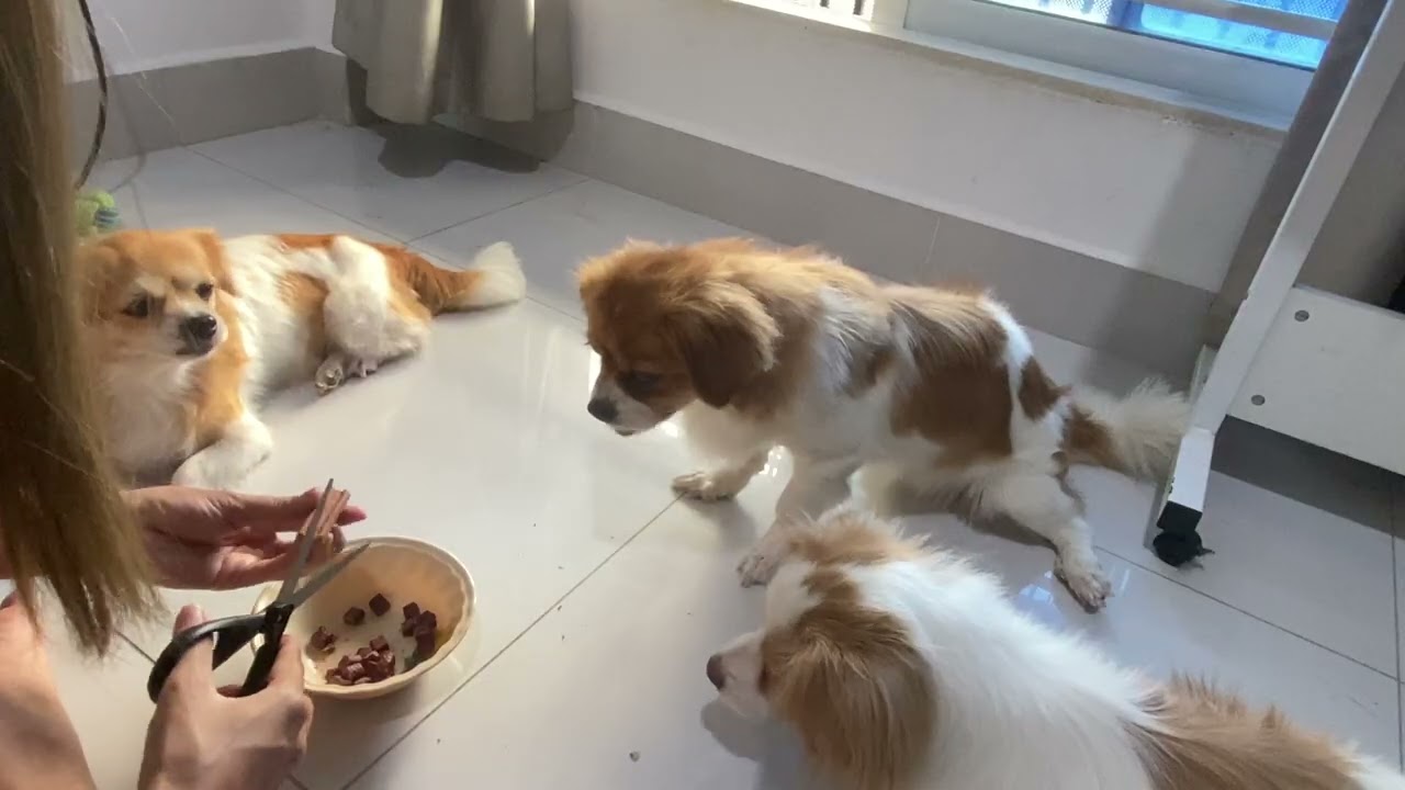 Hungry little pups