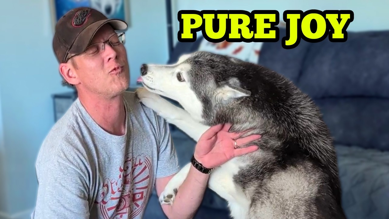Our Huskies Go WILD When Dad Comes Home! (So Much Excitement!)