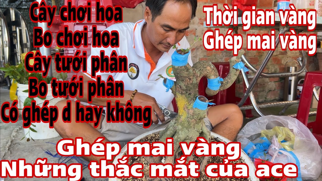 ghép mai vàng _ cây chơi hoa có nên ghép liền , bo chơi hoa có nên lấy bo ghép