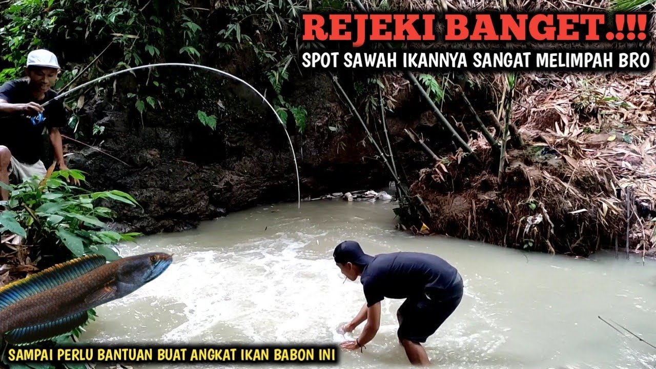 MANCING IKAN GABUS HIAS VIRAL / CHANNA LIMBATA SPOT SAWAH MEMANG MENGGILA || BUKAN KALENG KALENG BRO