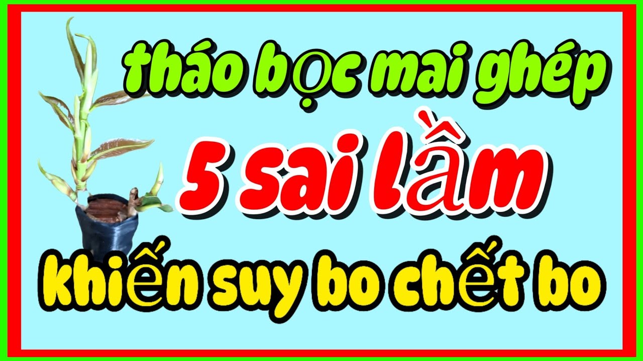 Mai ghép vừa tháo bọc – 5 sai lầm khiến mối ghép dễ chết
