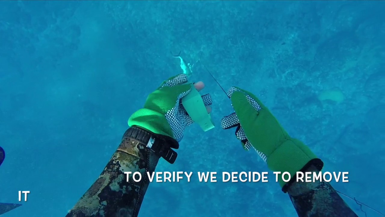 TEST SHARKBANZ BLUE WATER HUNTING
